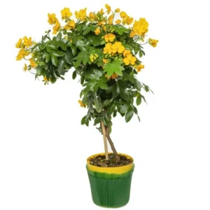 Cassia Bicapsularis Live Plant - Christmas Winter Senna Shrub, 4-6 Inch Tall - Image 3