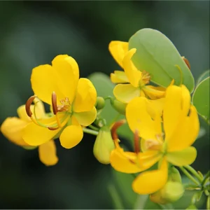 Cassia Bicapsularis Live Plant - Christmas Winter Senna Shrub, 4-6 Inch Tall - Image 4