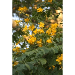 Cassia Bicapsularis Live Plant - Christmas Winter Senna Shrub, 4-6 Inch Tall - Image 5
