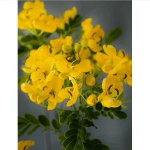 Cassia Bicapsularis Live Plant - Christmas Winter Senna Shrub, 4-6 Inch Tall - Image 6