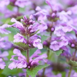 Catnip Live Plant Starter - 4-6 Inch Tall, Well-Rooted Herb Plant for Cats & Garden - Image 2