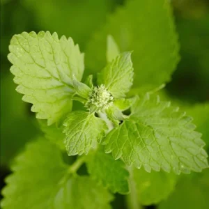 Catnip Live Plant Starter - 4-6 Inch Tall, Well-Rooted Herb Plant for Cats & Garden - Image 8