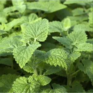 Catnip Live Starter Plants - 3 Pack, 4-9 Inch Tall, Outdoor/Indoor - Image 2