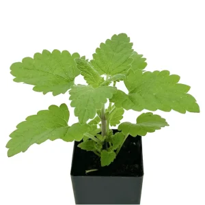 Catnip Live Starter Plants - 3 Pack, 4-9 Inch Tall, Outdoor/Indoor - Image 3