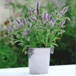 Catnip Live Starter Plants - 3 Pack, 4-9 Inch Tall, Outdoor/Indoor - Image 4