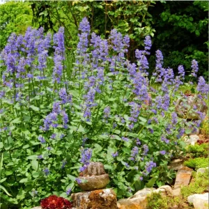 Catnip Live Starter Plants - 3 Pack, 4-9 Inch Tall, Outdoor/Indoor - Image 7