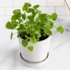 Catnip Live Starter Plants - 3 Pack, 4-9 Inch Tall, Outdoor/Indoor - Image 1