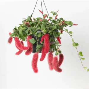 Chenille Firetail Acalypha Live Plant, Pack of 2, Red Fuzzy Blooms, 4-8 Inch Tall - Image 2