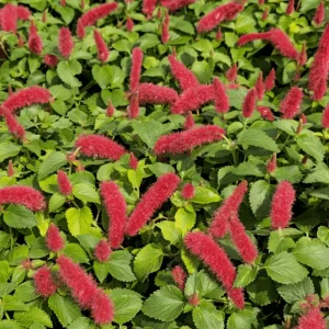 Chenille Firetail Acalypha Live Plant, Pack of 2, Red Fuzzy Blooms, 4-8 Inch Tall - Image 3