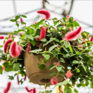 Chenille Firetail Acalypha Live Plant, Pack of 2, Red Fuzzy Blooms, 4-8 Inch Tall - Image 4