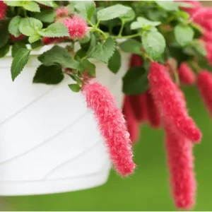Chenille Firetail Acalypha Live Plant, Pack of 2, Red Fuzzy Blooms, 4-8 Inch Tall - Image 5