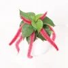 Chenille Firetail Acalypha Live Plant, Pack of 2, Red Fuzzy Blooms, 4-8 Inch Tall - Image 1