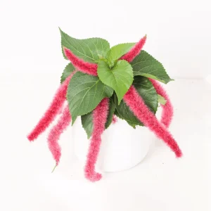 Chenille Firetail Acalypha Live Plant, Pack of 2, Red Fuzzy Blooms, 4-8 Inch Tall - Image 1