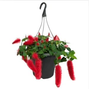 Chenille Firetail Acalypha Live Plant, Pack of 2, Red Fuzzy Blooms, 4-8 Inch Tall - Image 6
