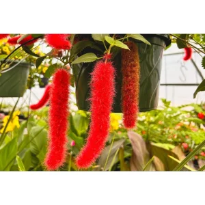 Chenille Firetail Acalypha Live Plant, Pack of 2, Red Fuzzy Blooms, 4-8 Inch Tall - Image 7