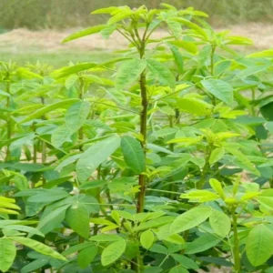 Chipilin Seeds for Planting - Guatemalan Edible Herb, Yellow Flowers, 145 Seeds - Image 10