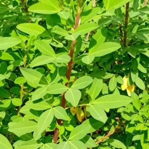 Chipilin Seeds for Planting - Guatemalan Edible Herb, Yellow Flowers, 145 Seeds - Image 3