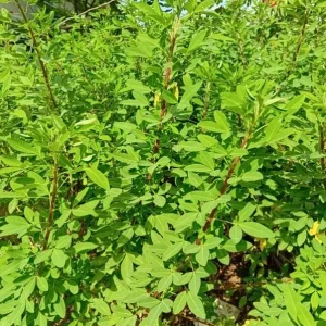 Chipilin Seeds for Planting - Guatemalan Edible Herb, Yellow Flowers, 145 Seeds - Image 4