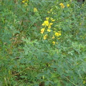 Chipilin Seeds for Planting - Guatemalan Edible Herb, Yellow Flowers, 145 Seeds - Image 7