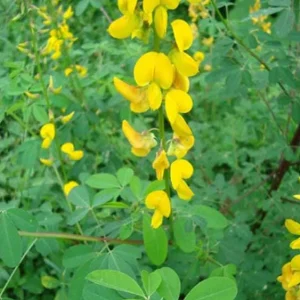 Chipilin Seeds for Planting - Guatemalan Edible Herb, Yellow Flowers, 145 Seeds - Image 1