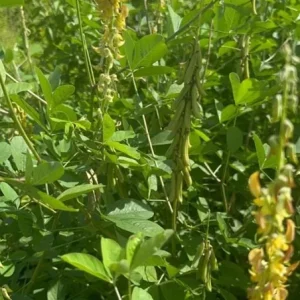 Chipilin Seeds for Planting - Guatemalan Edible Herb, Yellow Flowers, 145 Seeds - Image 8