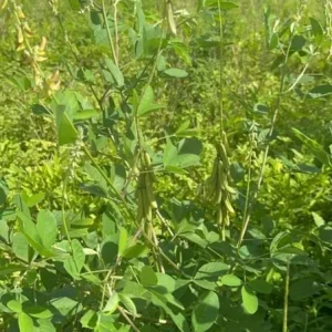 Chipilin Seeds for Planting - Guatemalan Edible Herb, Yellow Flowers, 145 Seeds - Image 9