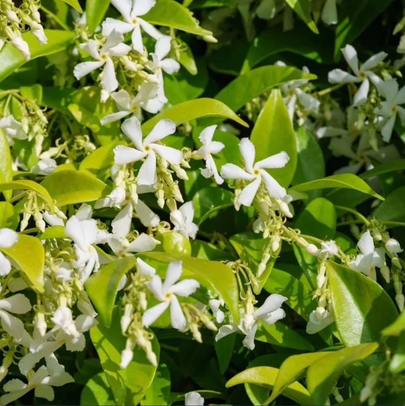 Confederate Star Jasmine Live Plant, White Fragrant Vine, 4-6 Inch Tall - Image 2