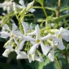 Confederate Star Jasmine Live Plant, White Fragrant Vine, 4-6 Inch Tall - Image 1