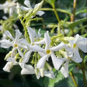 Confederate Star Jasmine Live Plant, White Fragrant Vine, 4-6 Inch Tall - Image 1