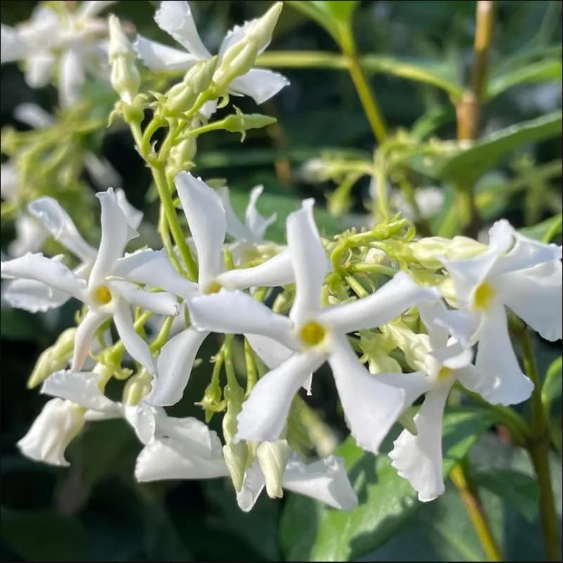 Confederate Star Jasmine Live Plant, White Fragrant Vine, 4-6 Inch Tall - Image 1