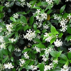 Confederate Star Jasmine Live Plant, White Fragrant Vine, 4-6 Inch Tall - Image 3