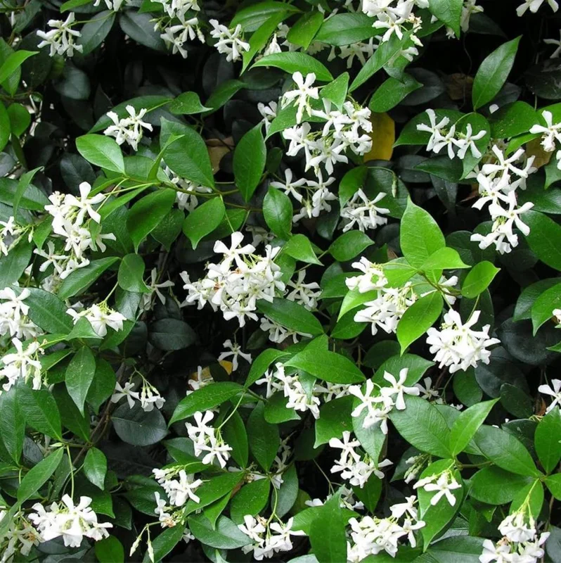 Confederate Star Jasmine Live Plant, White Fragrant Vine, 4-6 Inch Tall - Image 3