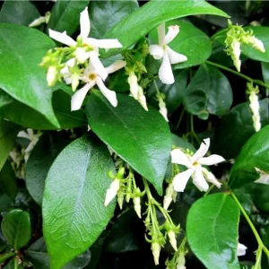 Confederate Star Jasmine Live Plant, White Fragrant Vine, 4-6 Inch Tall - Image 4