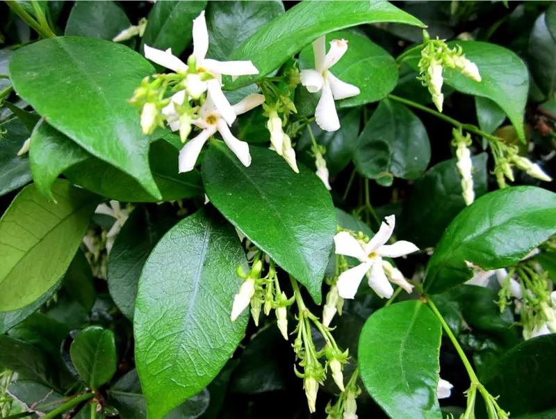 Confederate Star Jasmine Live Plant, White Fragrant Vine, 4-6 Inch Tall - Image 4