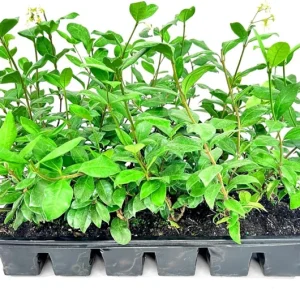 Confederate Star Jasmine Live Plant, White Fragrant Vine, 4-6 Inch Tall - Image 6