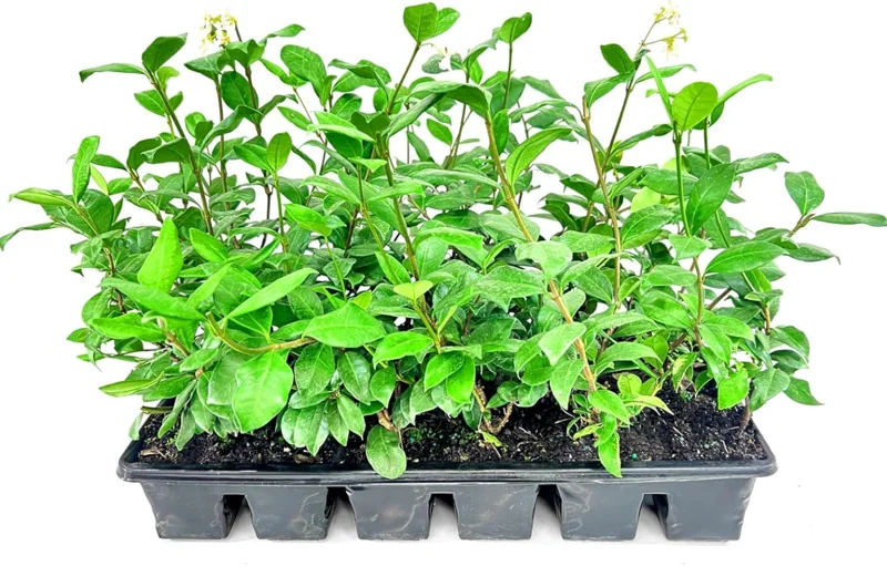 Confederate Star Jasmine Live Plant, White Fragrant Vine, 4-6 Inch Tall - Image 6