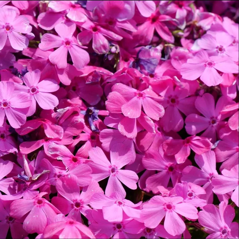 Creeping Phlox Pink Diamond Starter Plants - Pack of 3 Plugs, Pink Flowers - Image 2