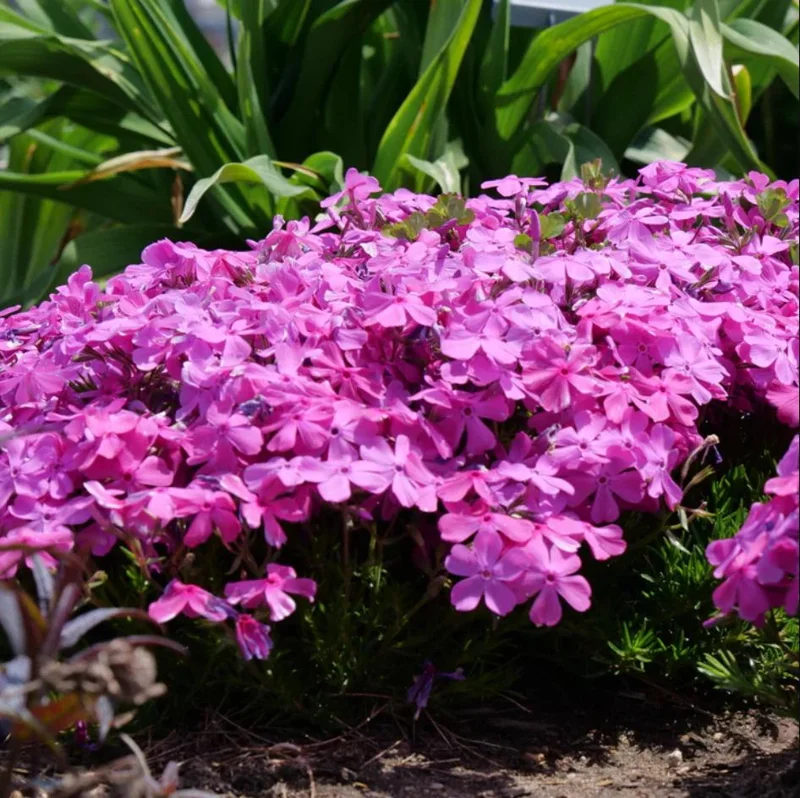 Creeping Phlox Pink Diamond Starter Plants - Pack of 3 Plugs, Pink Flowers - Image 4