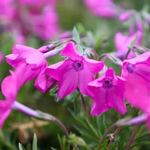 Creeping Phlox Pink Diamond Starter Plants - Pack of 3 Plugs, Pink Flowers - Image 5
