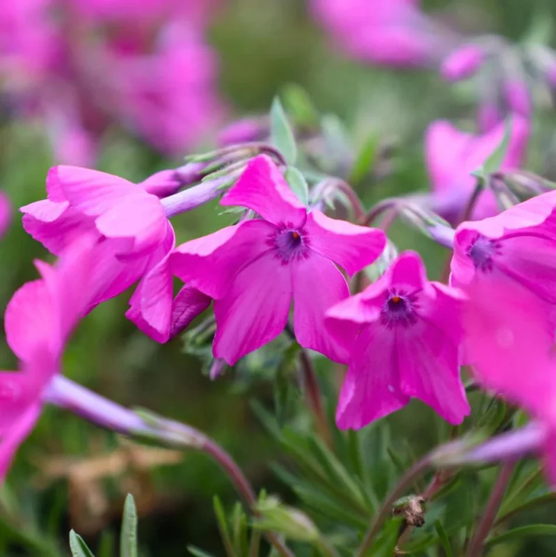 Creeping Phlox Pink Diamond Starter Plants - Pack of 3 Plugs, Pink Flowers - Image 5