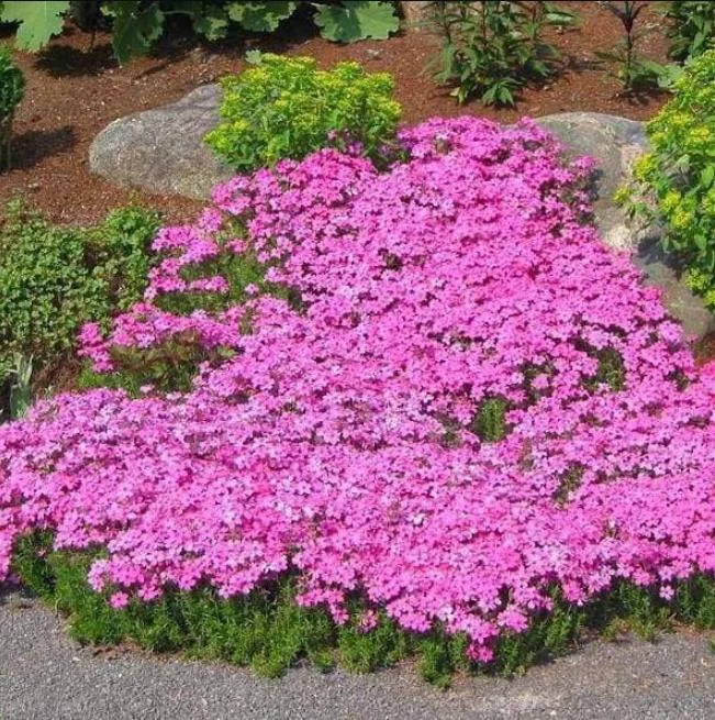 Creeping Phlox Pink Diamond Starter Plants - Pack of 3 Plugs, Pink Flowers - Image 6