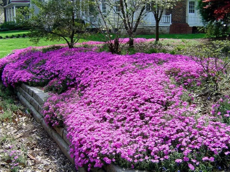 Creeping Phlox Pink Diamond Starter Plants - Pack of 3 Plugs, Pink Flowers - Image 7