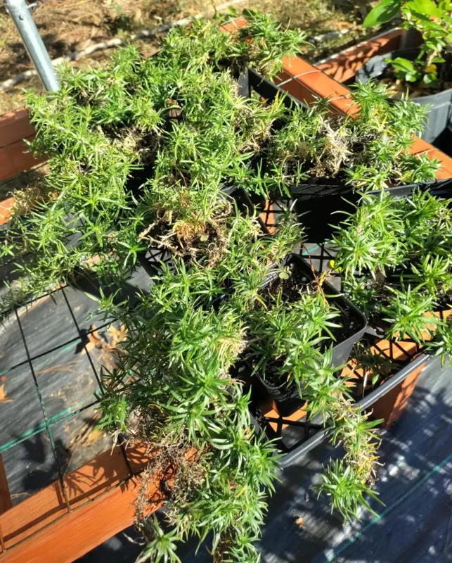 Creeping Phlox Pink Diamond Starter Plants - Pack of 3 Plugs, Pink Flowers - Image 8