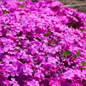 Creeping Phlox Pink Diamond Starter Plants - Pack of 3 Plugs, Pink Flowers - Image 1