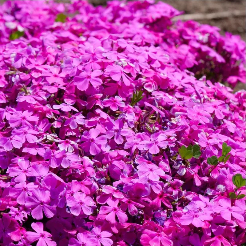 Creeping Phlox Pink Diamond Starter Plants - Pack of 3 Plugs, Pink Flowers - Image 1