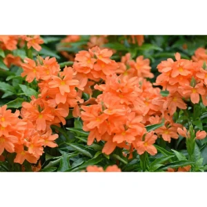 Crossandra Live Plant - Orange Flower Half Gallon Pot Indoor Outdoor - Image 2
