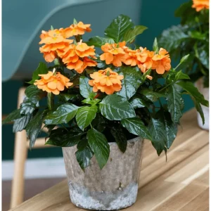 Crossandra Live Plant - Orange Flower Half Gallon Pot Indoor Outdoor - Image 3