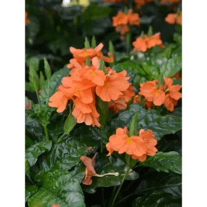 Crossandra Live Plant - Orange Flower Half Gallon Pot Indoor Outdoor - Image 4