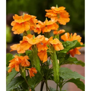 Crossandra Live Plant - Orange Flower Half Gallon Pot Indoor Outdoor - Image 5