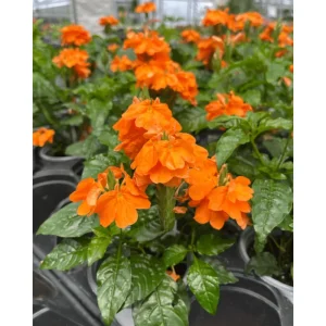 Crossandra Live Plant - Orange Flower Half Gallon Pot Indoor Outdoor - Image 6